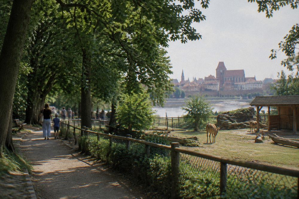 Old broadleaf trees shading a garden path beside a low animal enclosure fence