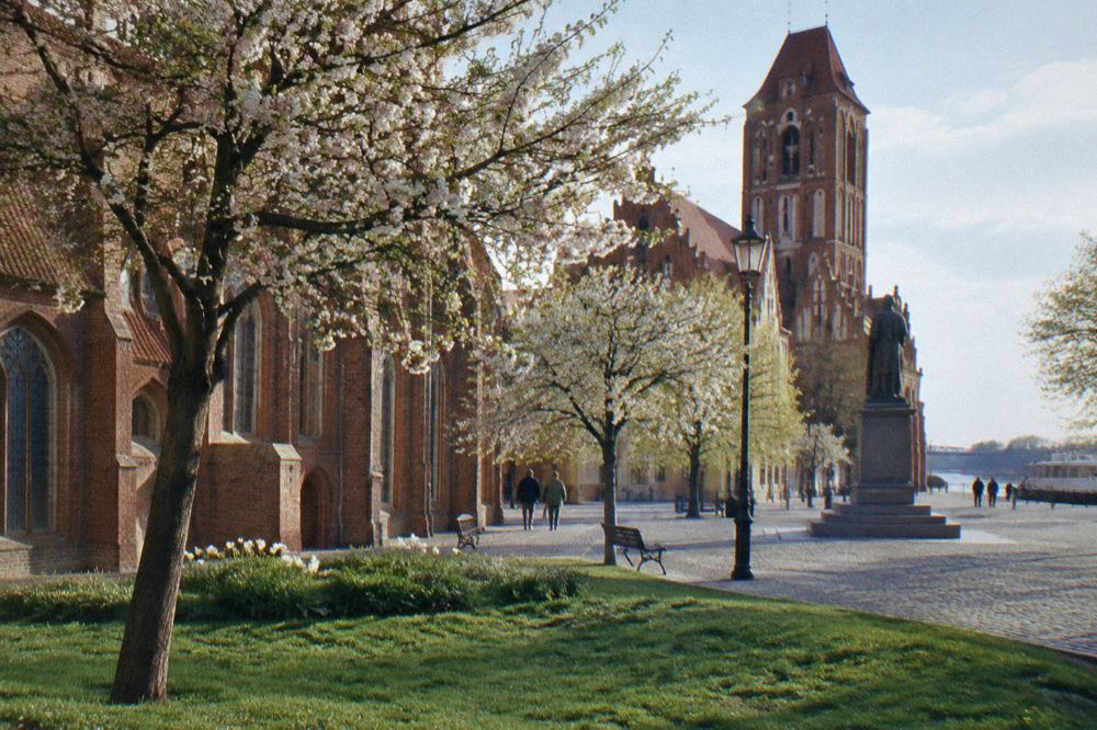 Blossoming trees beside the red-brick Gothic facades of Toruń's Old Town, fresh green grass, a few distant walkers.