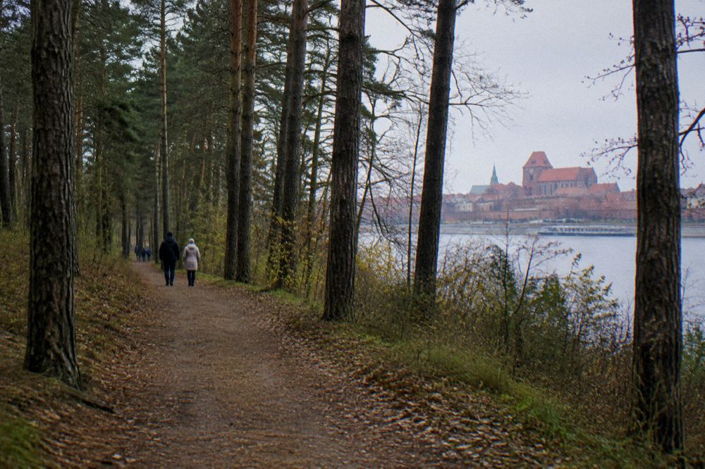 Forest path with tall trees at Barbarka near Toruń