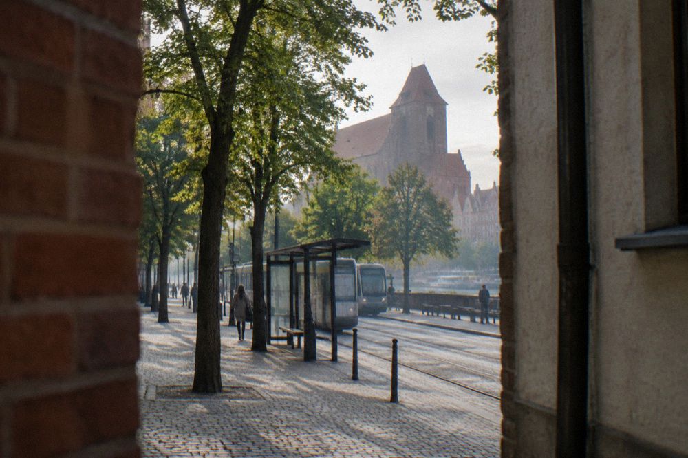 A tram stop with a timetable board on a tree-lined street in Toruń